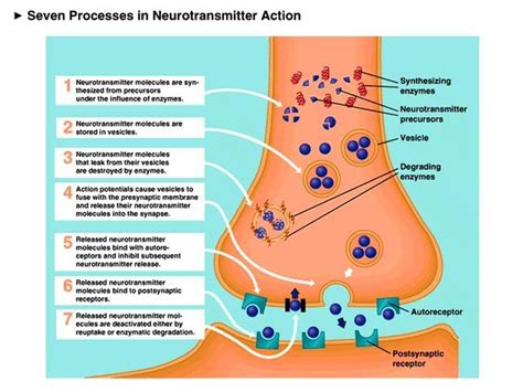 what does a beta blocker do|Atenolol (oral route) .